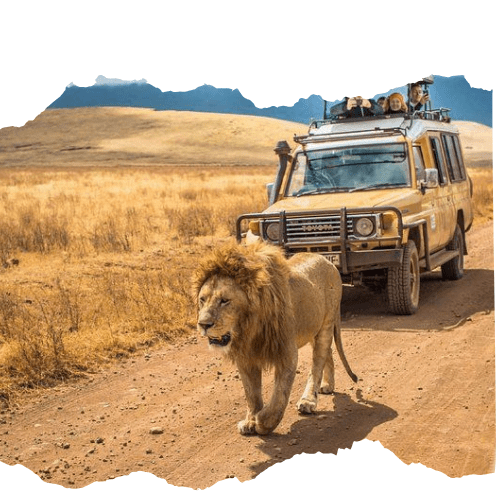 Jungle Safari 